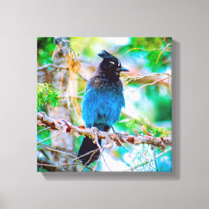 Steller's Jay - Originalfoto Canvastryck