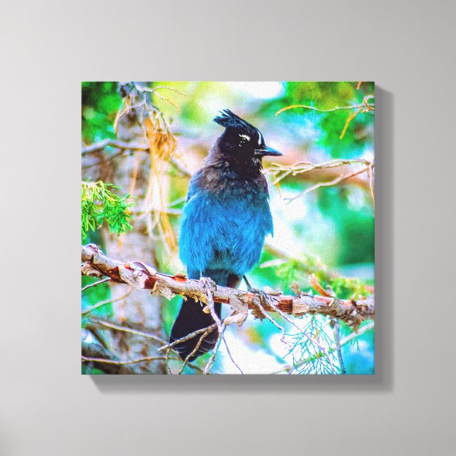 Steller's Jay - Originalfoto Canvastryck (Framsida)