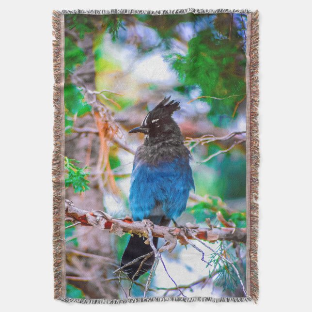Steller's Jay - Originalfoto Filt (Framsidan Vertikal)