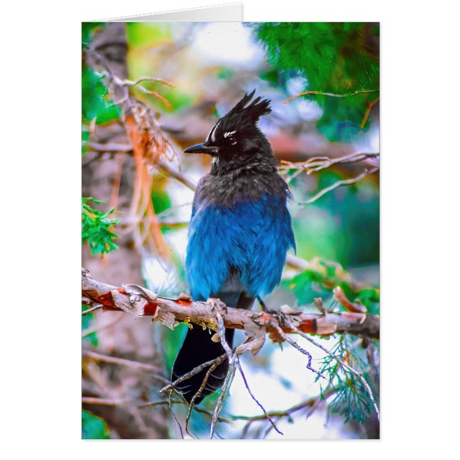 Steller's Jay - Originalfoto Hälsningskort (Framsidan)