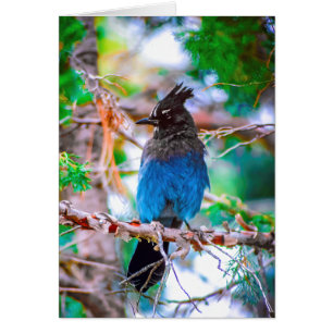 Steller's Jay - Originalfoto Hälsningskort