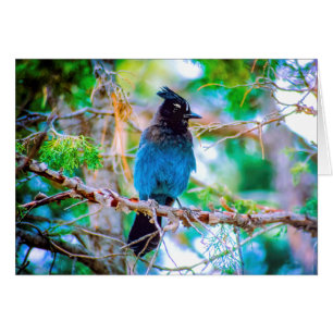Steller's Jay - Originalfoto Hälsningskort