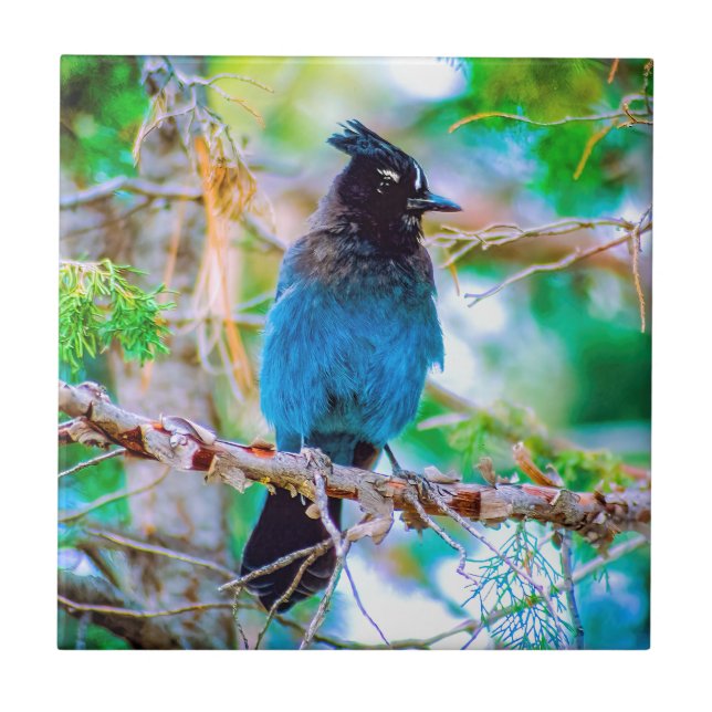 Steller's Jay - Originalfoto Kakelplatta (Framsidan)
