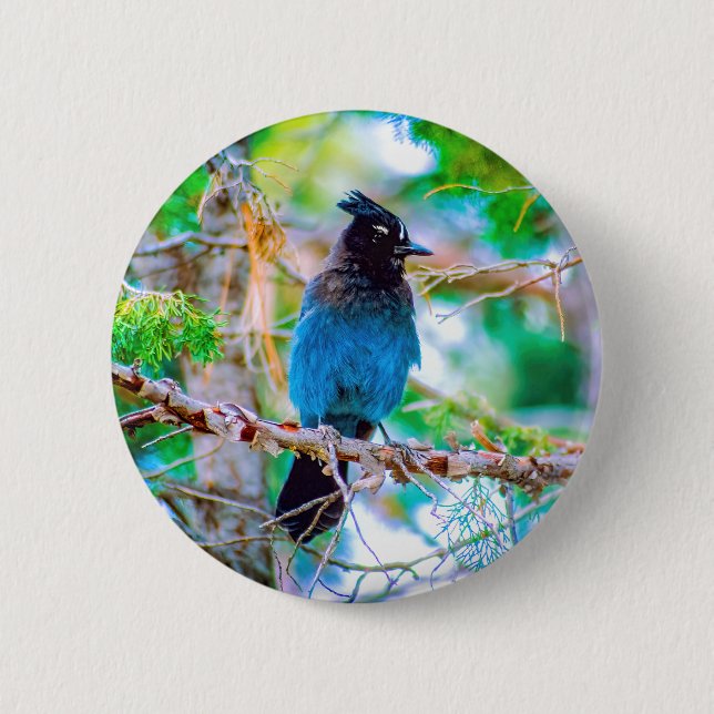 Steller's Jay - Originalfoto Knapp (Framsida)