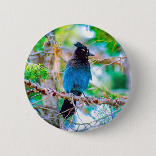 Steller's Jay - Originalfoto Knapp