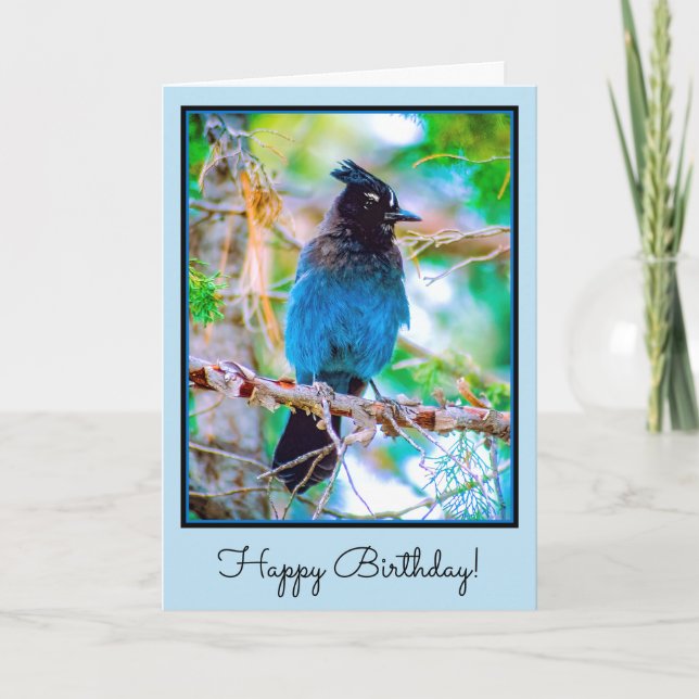Steller's Jay - Originalfoto Kort (Framsida)