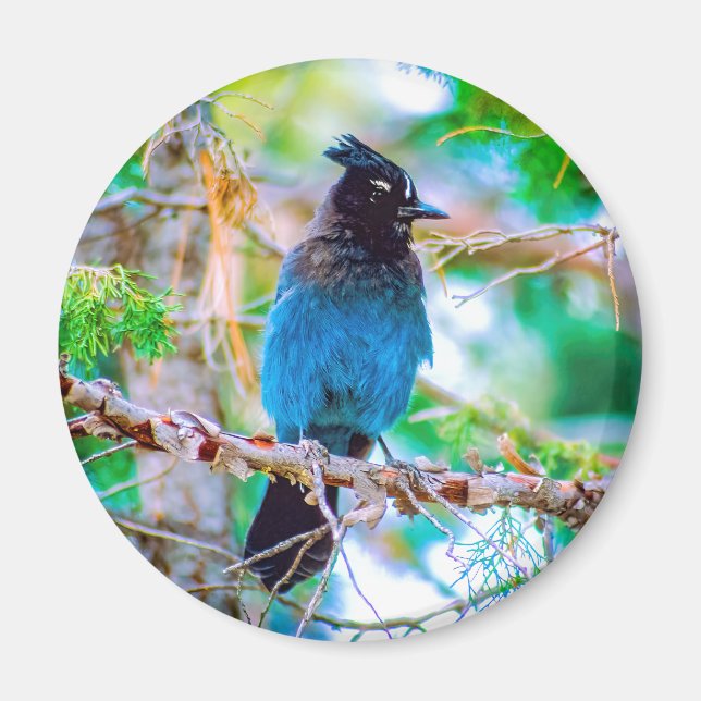 Steller's Jay - Originalfoto Magnet (Framsidan)