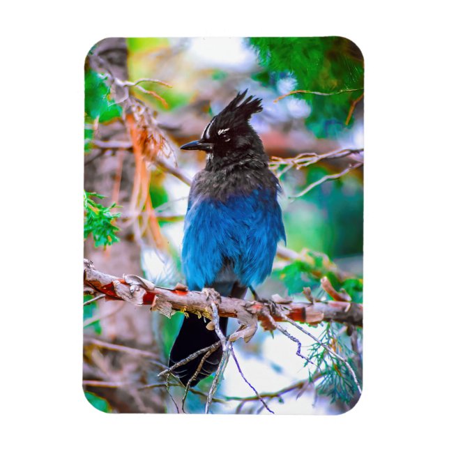 Steller's Jay - Originalfoto Magnet (Vertikal)
