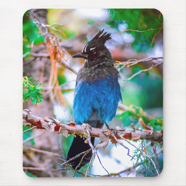 Steller's Jay - Originalfoto Musmatta (Framsidan)