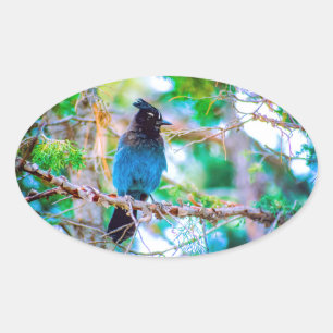 Steller's Jay - Originalfoto Ovalt Klistermärke