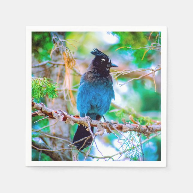 Steller's Jay - Originalfoto Pappersservett (Framsidan)