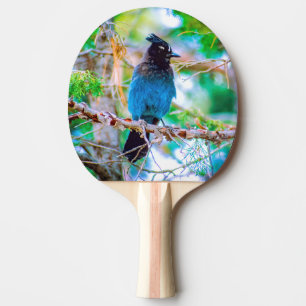Steller's Jay - Originalfoto Pingisracket