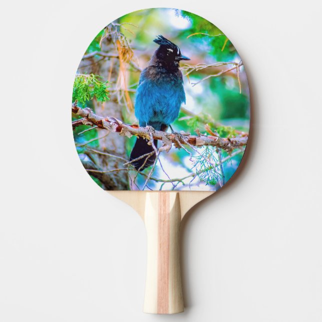 Steller's Jay - Originalfoto Pingisracket (Framsidan)
