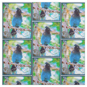 Steller's Jay - Originalfoto Tyg