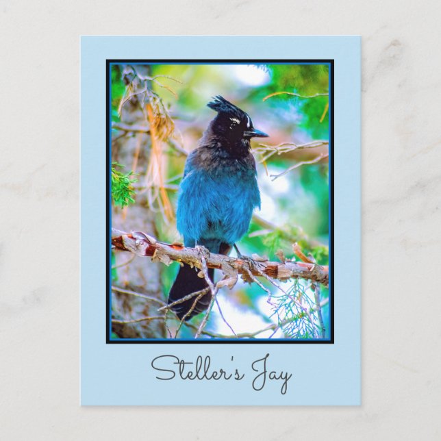 Steller's Jay - Originalfoto Vykort (Framsida)
