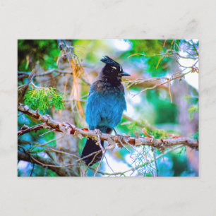 Steller's Jay - Originalfoto Vykort
