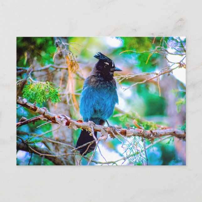 Steller's Jay - Originalfoto Vykort (Framsida)