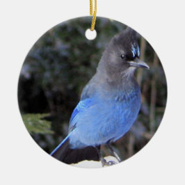 Steller's Jay Ornament