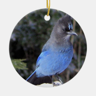 Steller's Jay Ornament