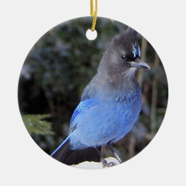 Steller's Jay Ornament (Framsidan)