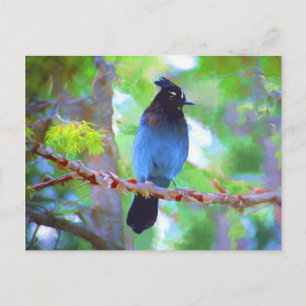Stellers Jay Painting - Original Bird Art Vykort