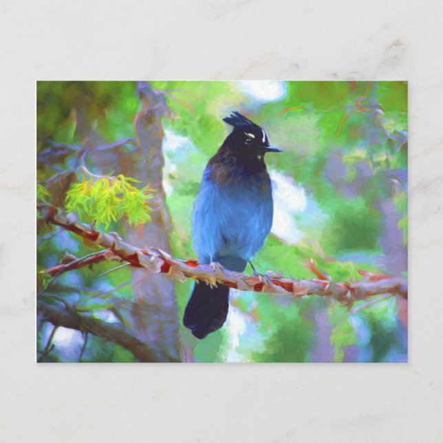 Stellers Jay Painting - Original Bird Art Vykort (Framsida)