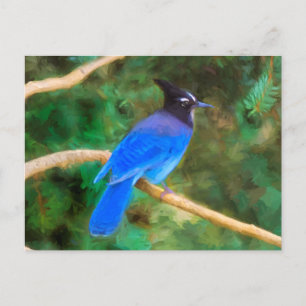 Stellers Jay Painting - Original Bird Art Vykort