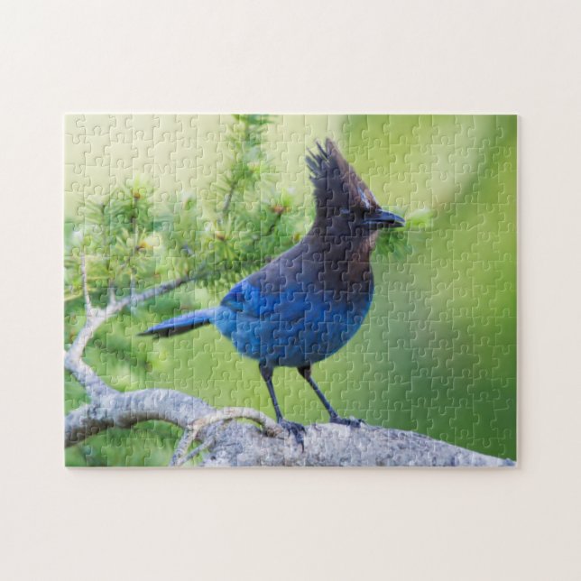 Stellers Jay Pussel (Horisontell)