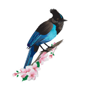 Steller's Jay Stretched Kanvastryck
