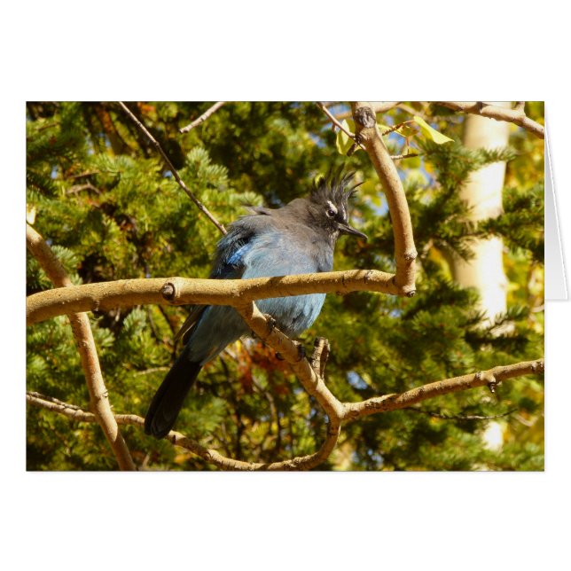 Steller's Jay vid Rocky Mountain National Park Hälsningskort (Framsidan Horizontal)