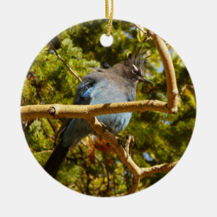 Steller's Jay vid Rocky Mountain National Park Julgransprydnad Keramik