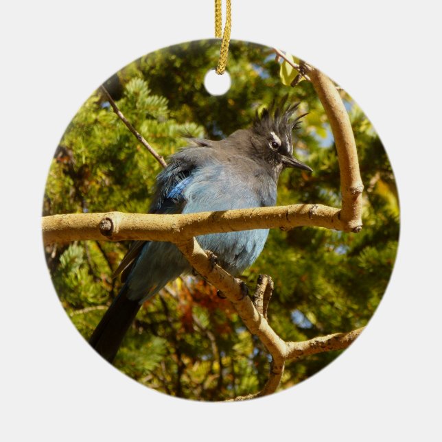 Steller's Jay vid Rocky Mountain National Park Julgransprydnad Keramik (Framsidan)