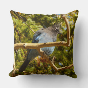 Steller's Jay vid Rocky Mountain National Park Kudde