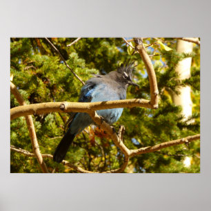Steller's Jay vid Rocky Mountain National Park Poster
