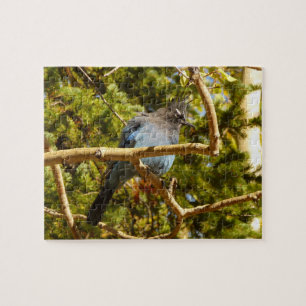 Steller's Jay vid Rocky Mountain National Park Pussel