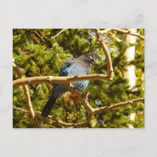 Steller's Jay vid Rocky Mountain National Park Vykort