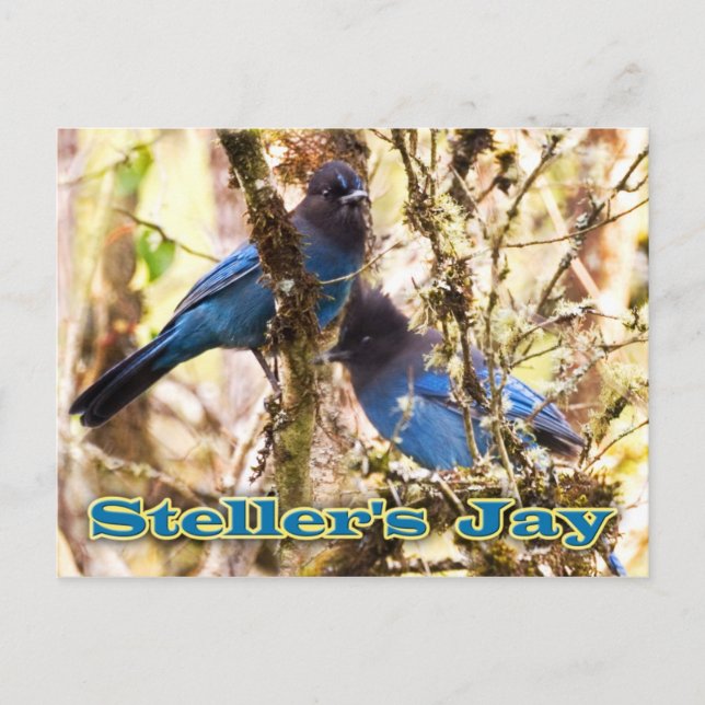 Steller's Jay Vykort (Framsida)