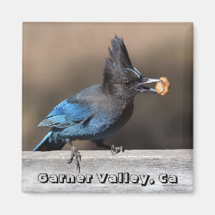 Stellers Jay With Peanut Magnet Garner Valley, Ca