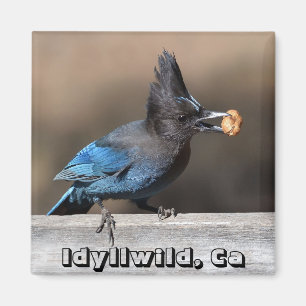 Stellers Jay With Peanut Magnet Idyllild, Ca