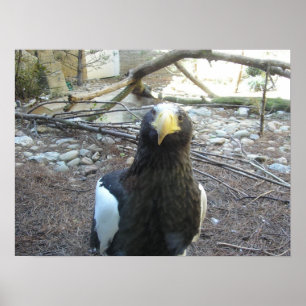 Stellers Sea Eagle Poster