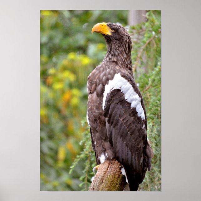 Stellers Sea Eagle Poster (Framsidan)