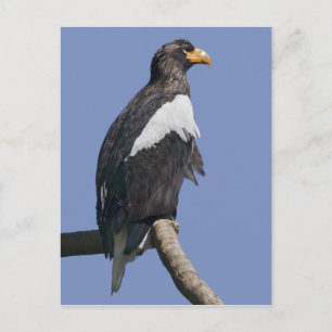 Stellers Sea Eagle-vykort Vykort