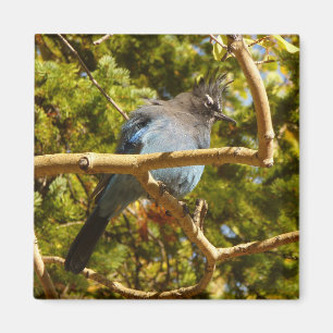 Stellerskråka i Rocky Mountain National Park Magnet