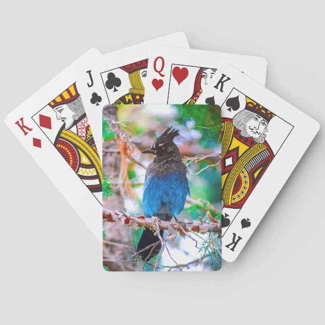 Stellerskrika - Originalfotografi Casinokort (Baksidan)