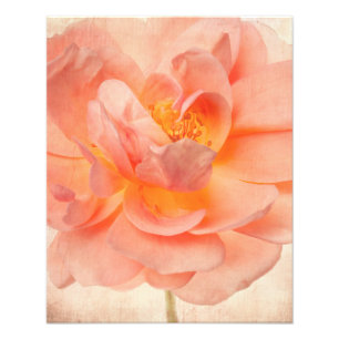 Stem för blommor för ro för rosa persikaroblomm fototryck
