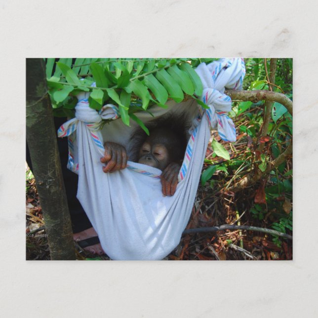 Sten a Adjö Baby Orangutan Vykort (Framsida)