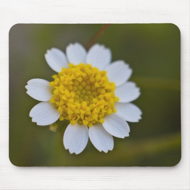 Sten Daisy Mousepad Musmatta (Framsidan)