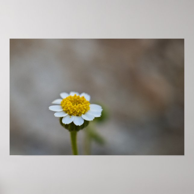Sten Daisy Poster (Framsidan)