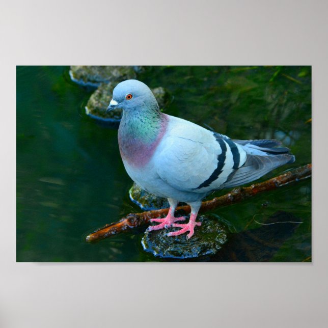 Sten Dove Poster (Framsidan)