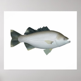 Sten Flagtail Poster